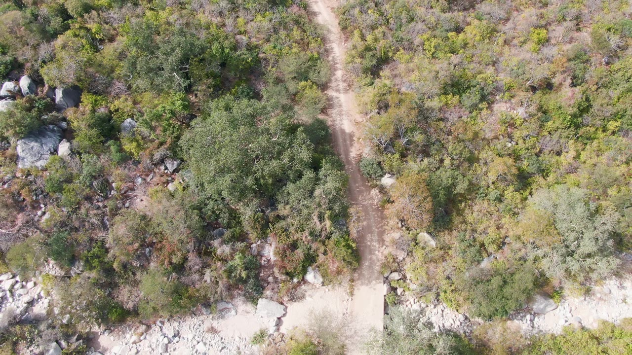 Overhead dirt trail through dense shrubs and rocks