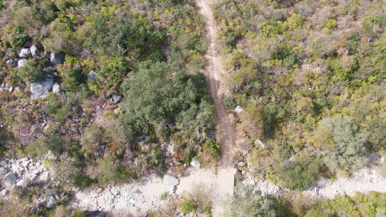Overhead view of a narrow trail running through dry green and brown forest cover in San Dionisio, Baja California Sur, with no visible people.