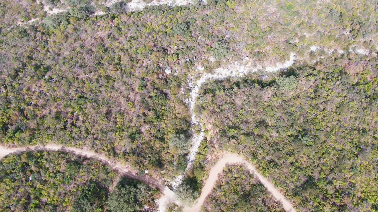 Top-down frame from San Dionisio, Baja California Sur showing branching pale dirt paths surrounded by scrub forest, with no visible people.