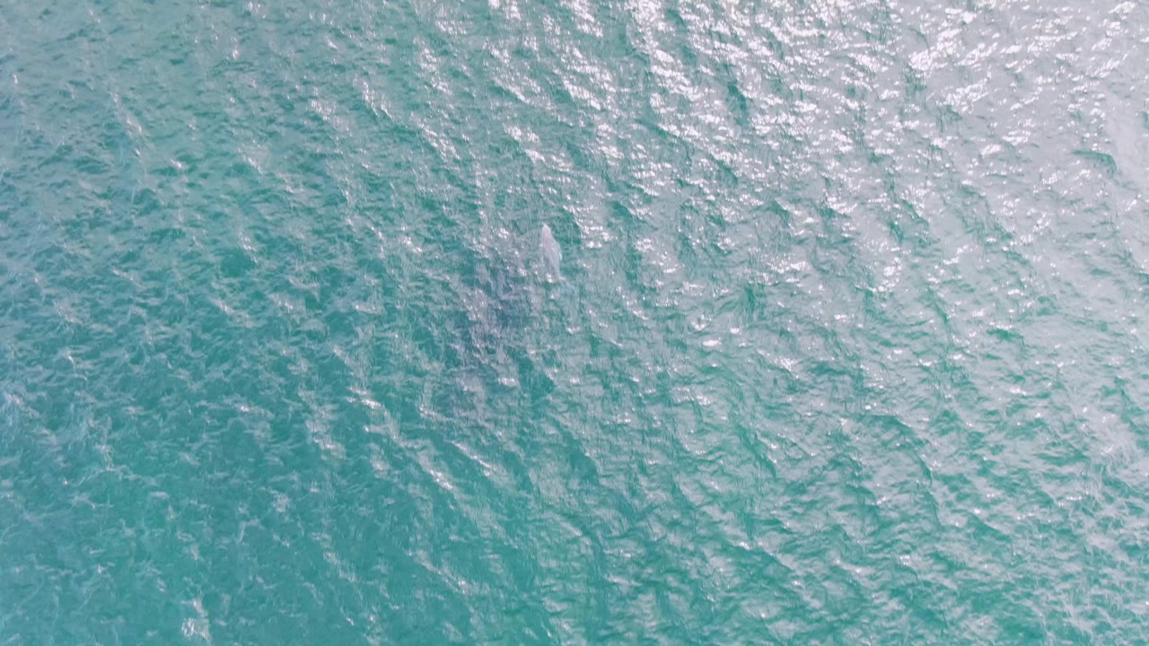 Turquoise ocean surface with a small pale whale shape near the lower left area.