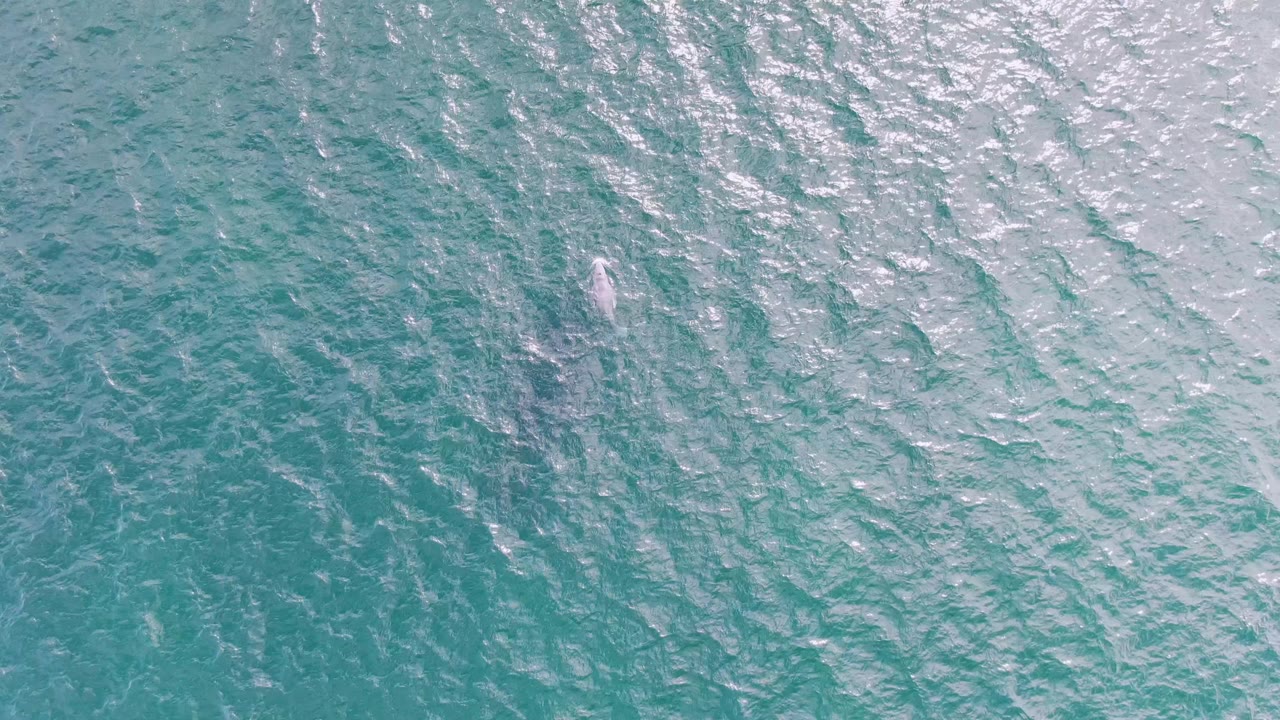 Overhead Shipwrecks, Baja California Sur view of bright turquoise ocean texture, with the whale not clearly distinguishable in this moment and no visible people.