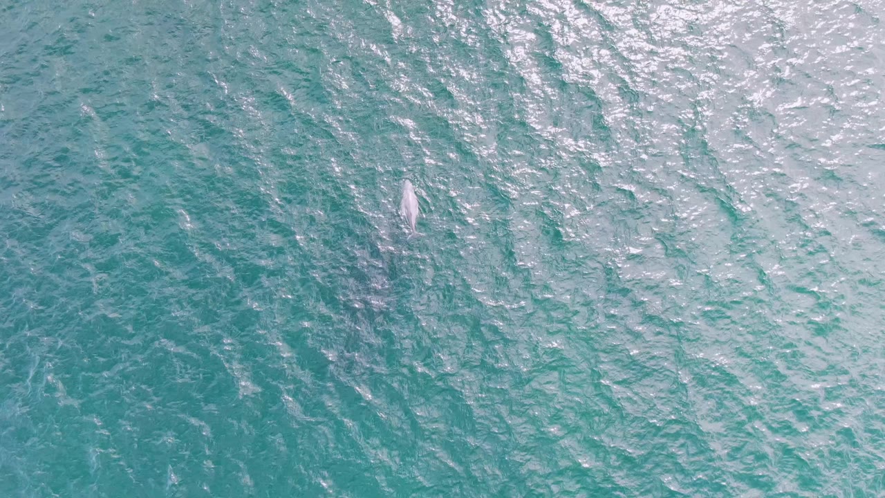 Overhead frame at Shipwrecks, Baja California Sur with a small pale whale back near the upper right of the rippled turquoise water, no visible people.