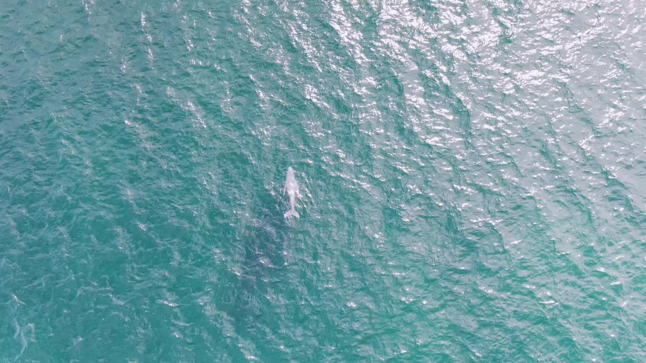 Shipwrecks, Baja California Sur aerial frame showing the whale's pale back and fin more clearly near the lower left against rippled turquoise water, no visible people.