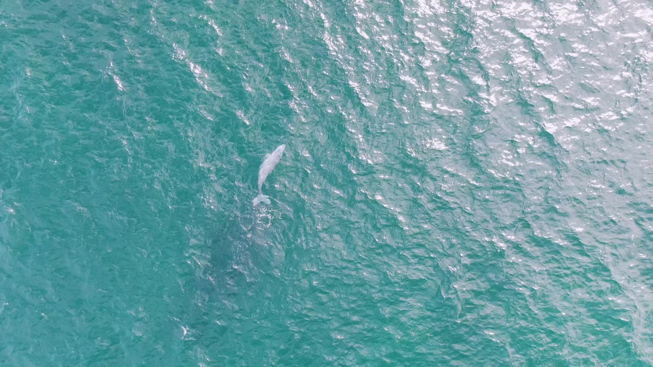 Whale shape below turquoise ocean surface with bright ripples.