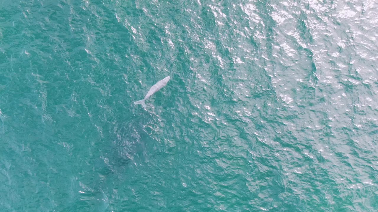 Overhead frame from Shipwrecks, Baja California Sur, Mexico, with the whale moving under clear rippled water and a broad patch of reflected sunlight, no visible people.
