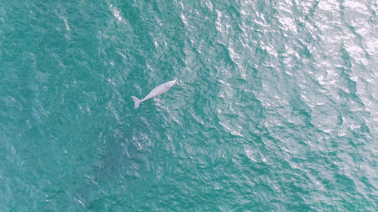 At Shipwrecks, Baja California Sur, Mexico, the whale appears closer to the surface against textured turquoise water with strong white highlights and no visible people.