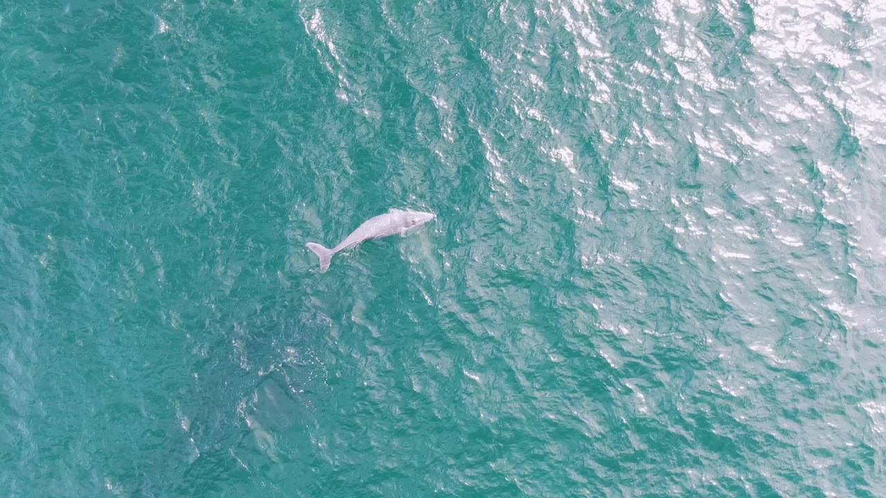 Overhead aerial frame at Shipwrecks, Baja California Sur, Mexico, showing more of the whale's body near the ocean surface amid ripples and no visible people.