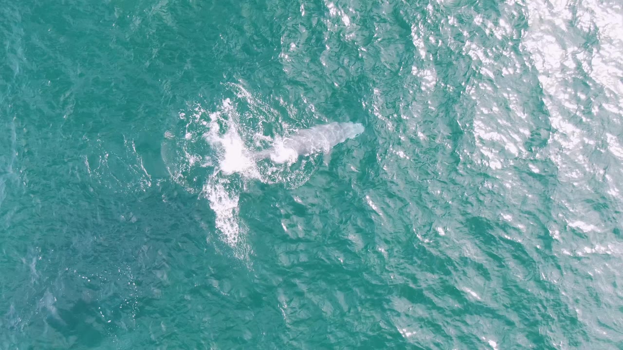 Overhead view of turquoise ocean at Shipwrecks, Baja California Sur, with a pale dolphin shape and white foam near the surface, no visible people.
