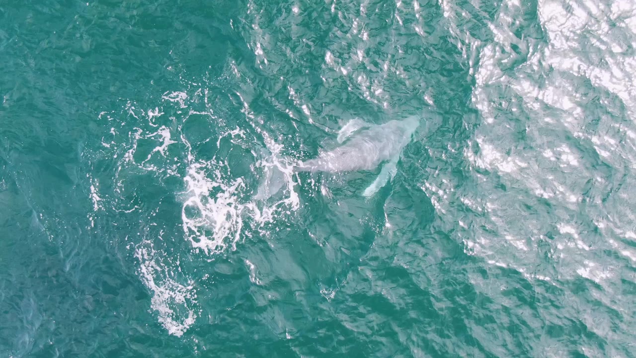 Top-down view at Shipwrecks, Baja California Sur, where a white foam patch and pale dolphin form appear against rippled turquoise ocean, no visible people.