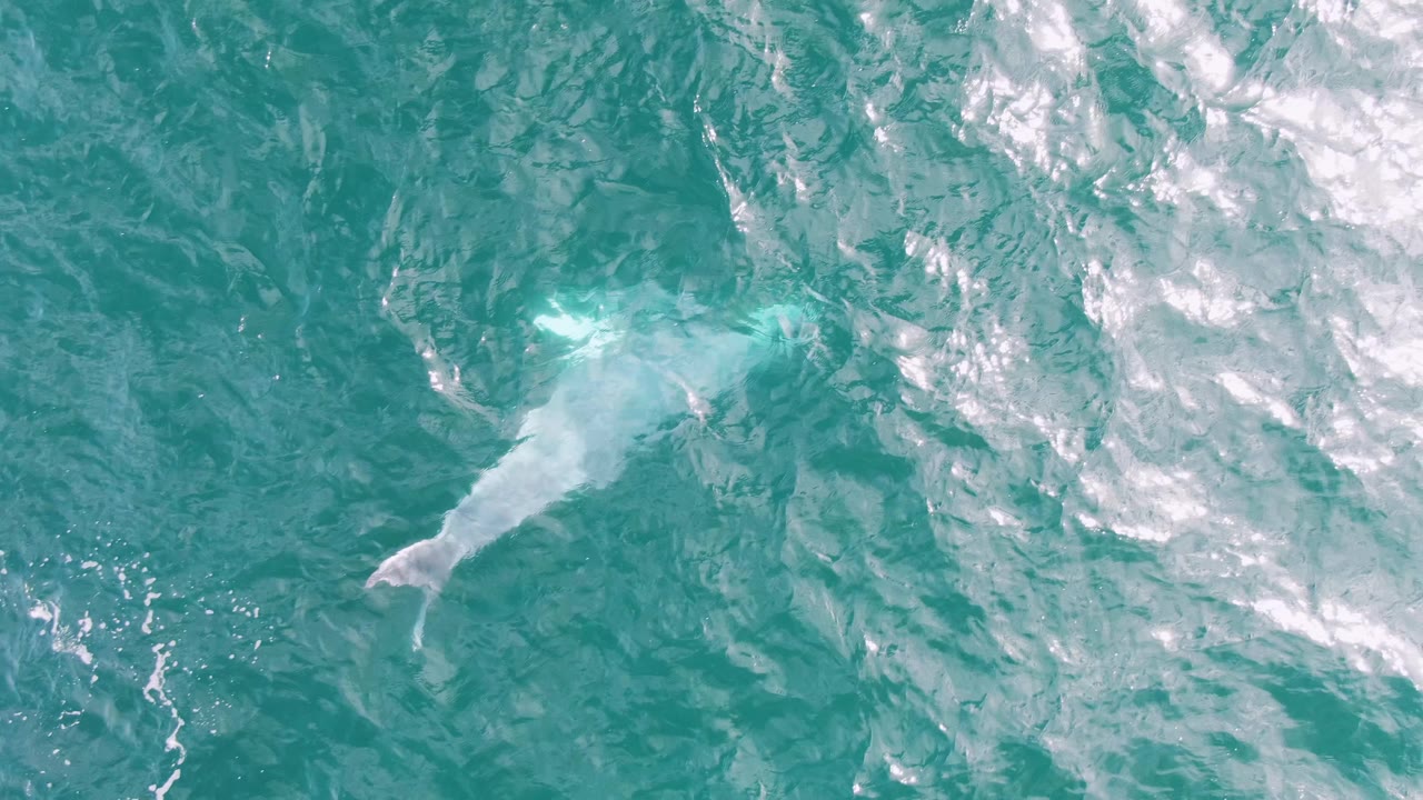 Overhead turquoise ocean with a pale submerged whale shape and white foam
