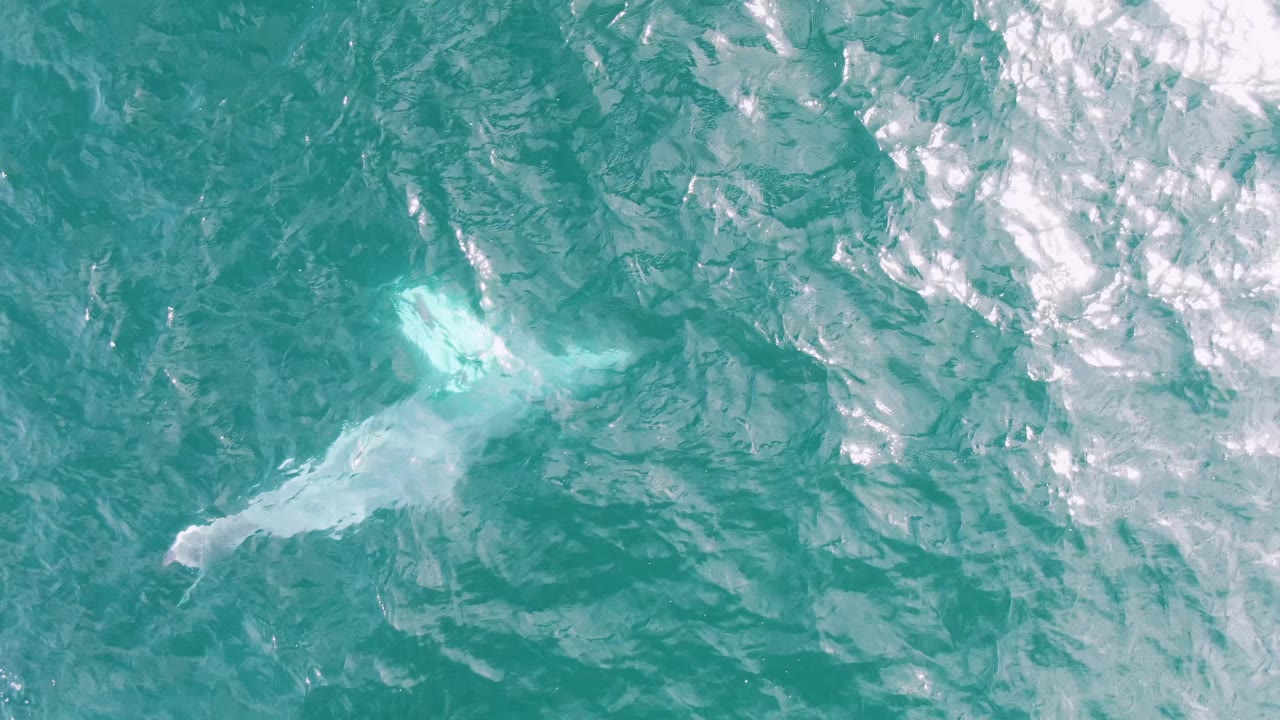 Aerial frame at Shipwrecks, Baja California Sur, Mexico with the whale shape slightly deeper under clear turquoise water and foam stretched across the upper left, no visible people.