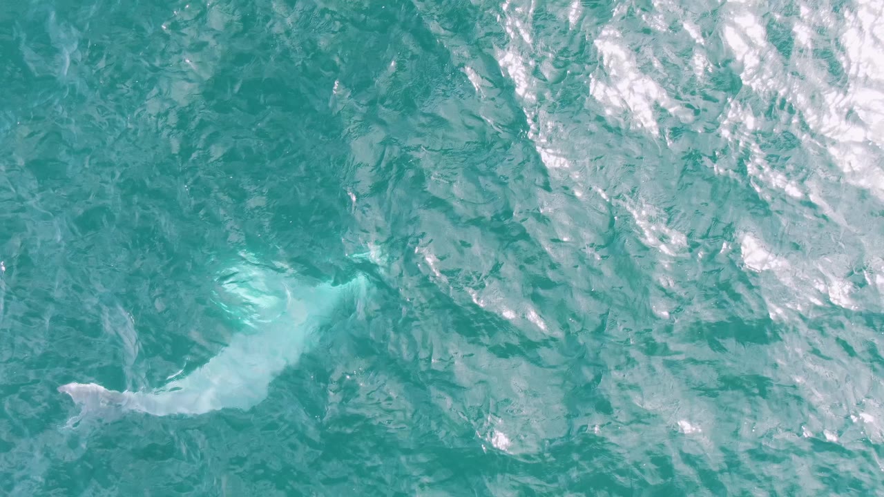 At Shipwrecks, Baja California Sur, Mexico, a faint whale form sits below the turquoise surface while white foam and pale water texture fill the frame, with no visible people.