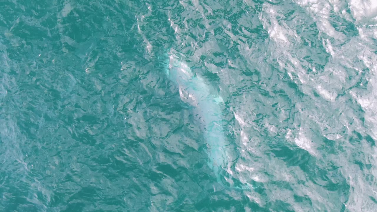 Overhead view at Shipwrecks, Baja California Sur, with a pale whale shape just below the turquoise water near the left side and no visible people.