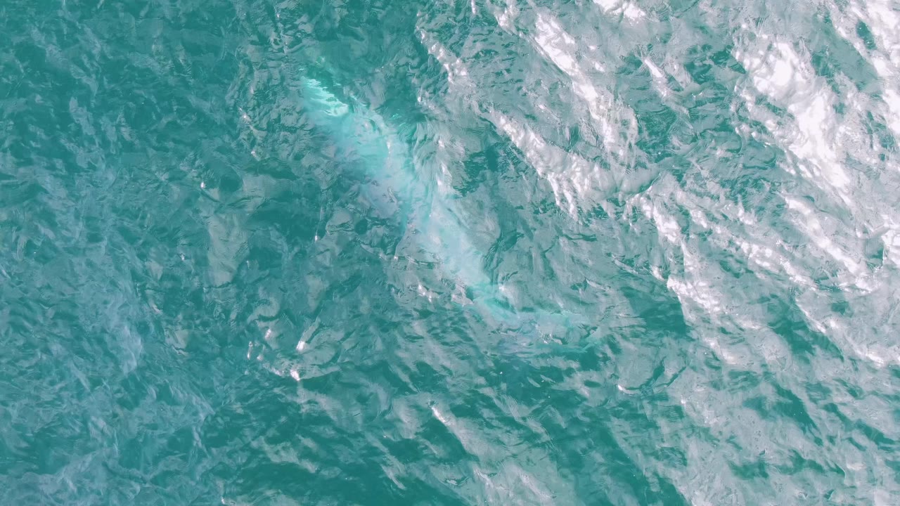 Top-down Shipwrecks, Baja California Sur view with the pale whale shape slightly right of center beneath green-blue surface water and no visible people.