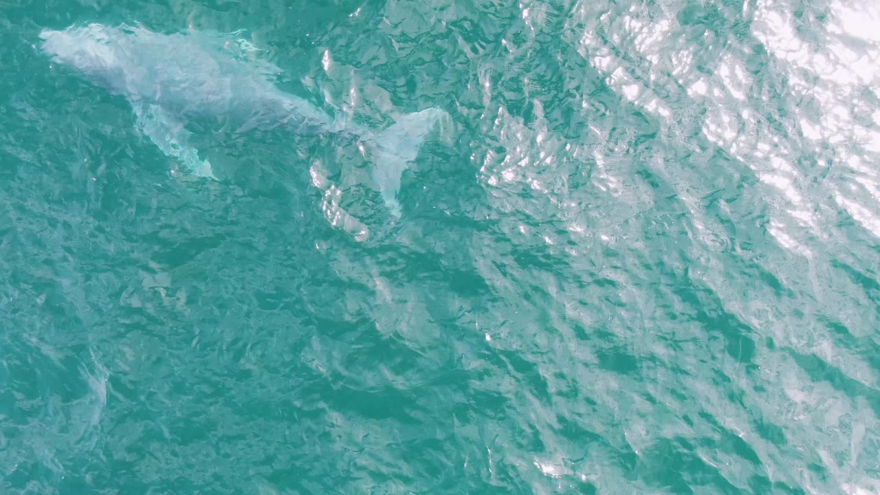Overhead view of a whale shape just below the turquoise ocean surface at Shipwrecks, Baja California Sur, with bright ripples across the water and no visible people.