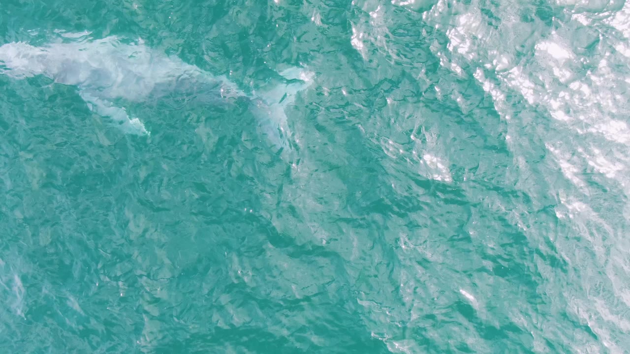 A pale whale appears farther across the overhead frame in clear turquoise water at Shipwrecks, Baja California Sur, with a small white wake trailing around its body and no visible people.