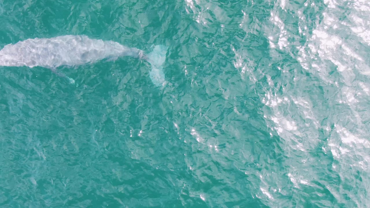 The whale sits near the upper part of the overhead frame in turquoise water off Shipwrecks, Baja California Sur, with its pale back softened by surface ripples and no visible people.