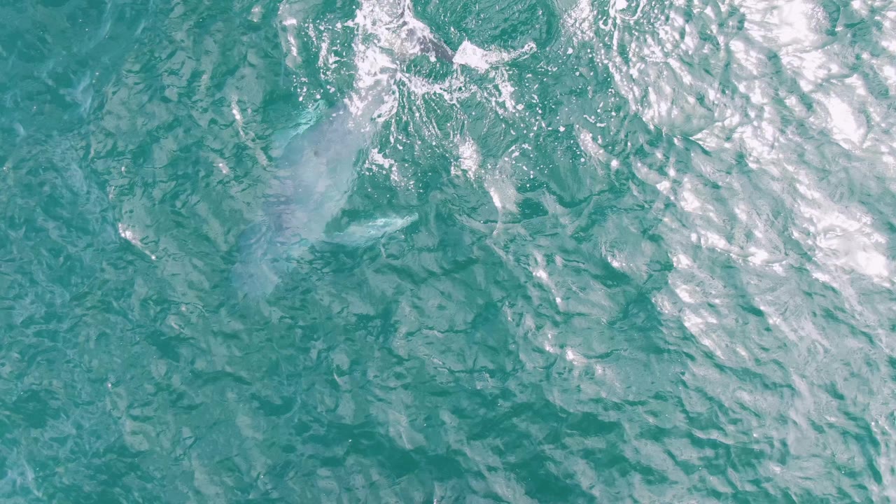 Aerial frame over Shipwrecks, Baja California Sur, showing a pale marine animal form under rippled turquoise water with small white foam patches, no visible people.