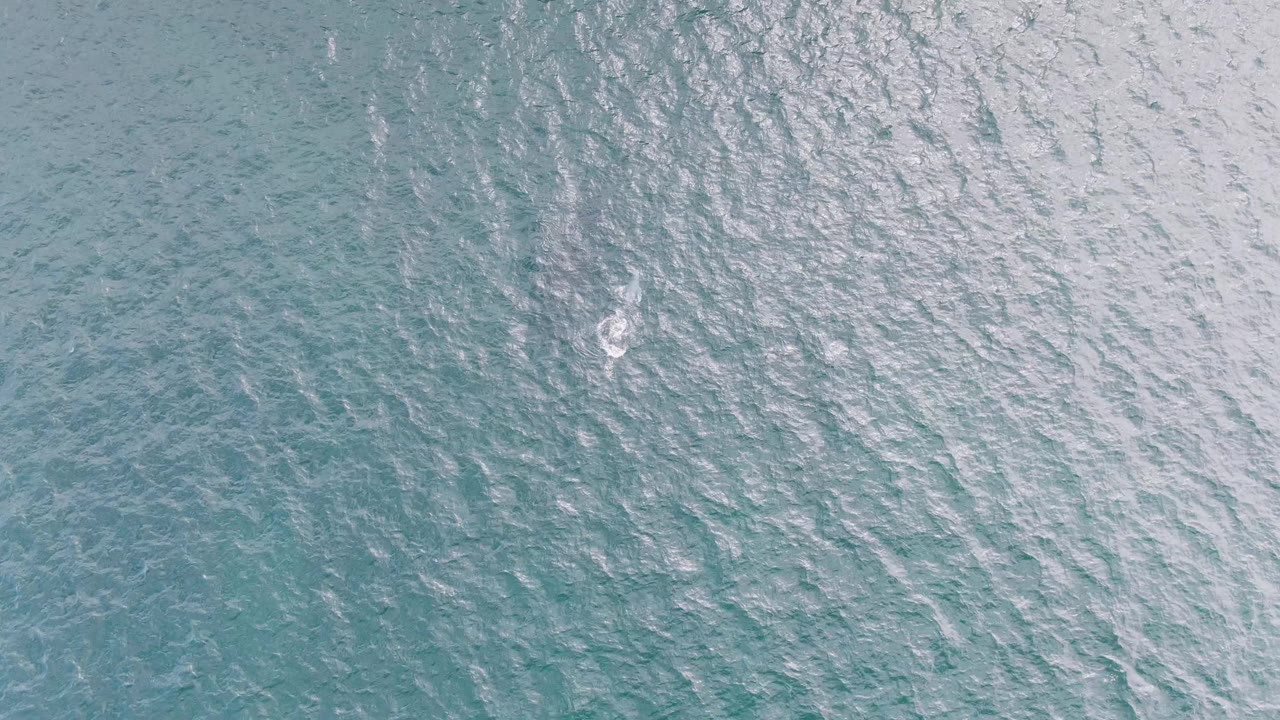 Turquoise ocean surface with a small white splash near the upper left.