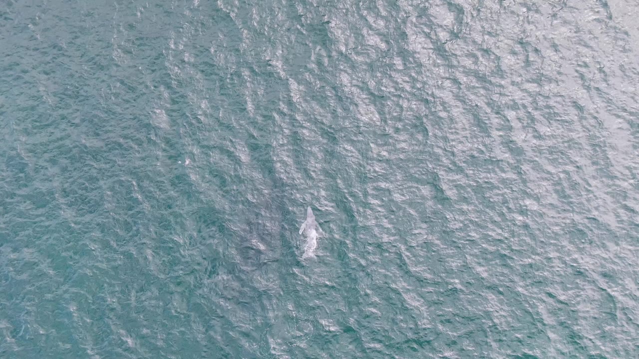 A small white marine animal begins to break the blue-green ocean surface at Shipwrecks, Baja California Sur, Mexico, with no visible people.
