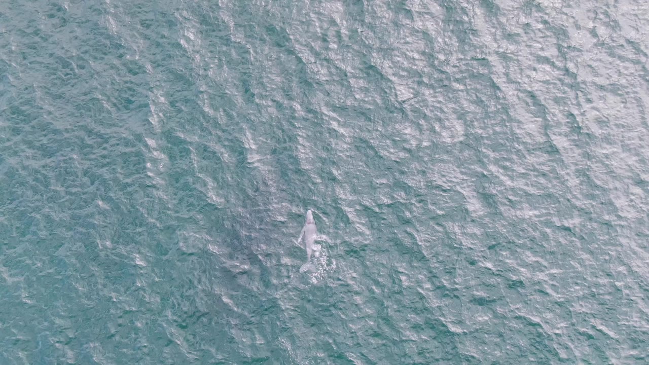 The white marine animal is more centered in the overhead ocean view at Shipwrecks, Baja California Sur, Mexico, surrounded by pale ripples and no visible people.