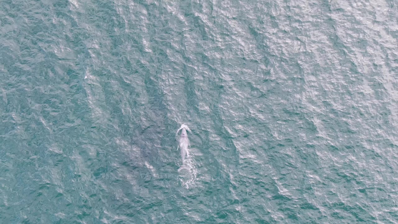 The marine animal appears farther right in the overhead frame at Shipwrecks, Baja California Sur, Mexico, with a brighter white body shape and a short trailing disturbance, with no visible people.