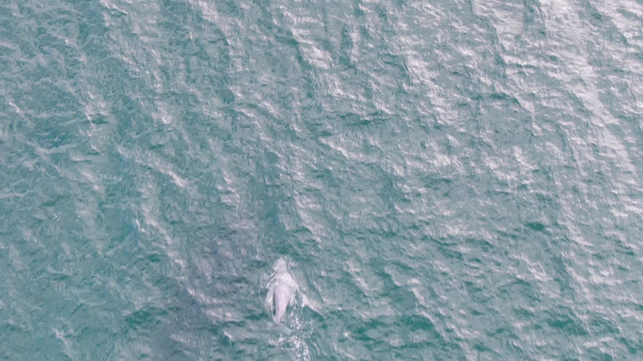 White marine animal low in the frame amid ocean ripples.