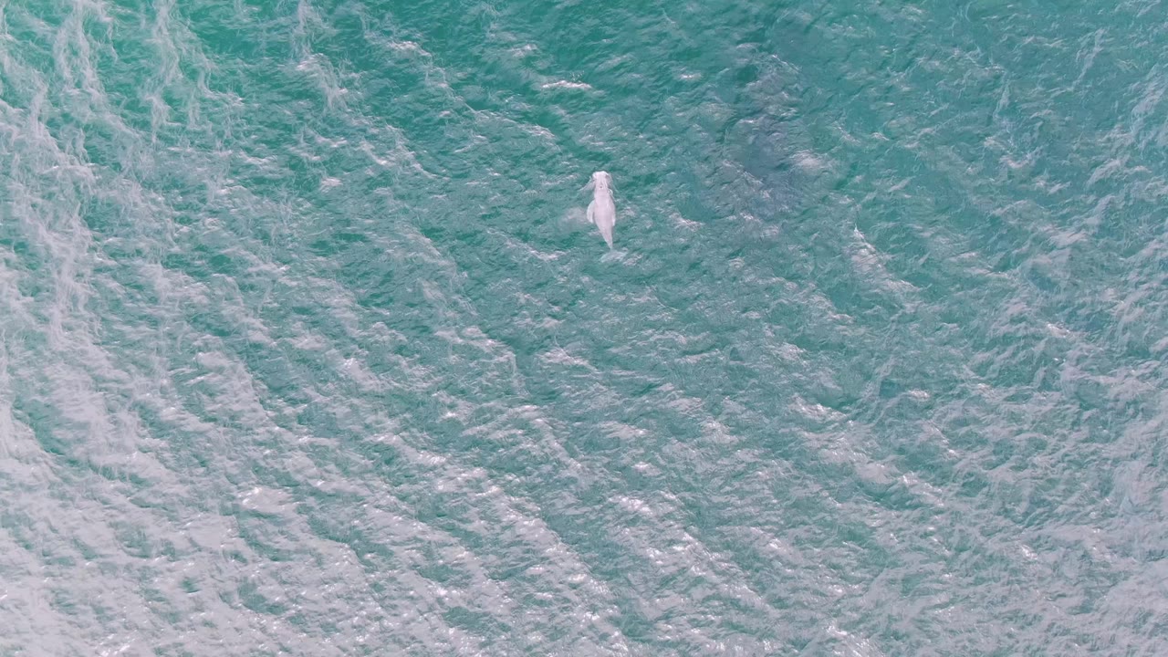 Pale dolphin near the upper-left area of turquoise ocean water.