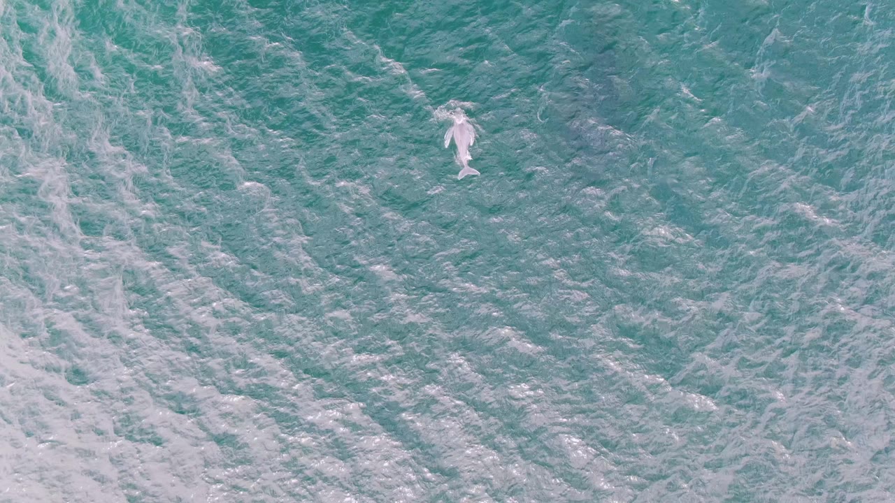 A pale dolphin appears near the upper center of the overhead ocean frame at Shipwrecks, Baja California Sur, surrounded by diagonal foam lines and no visible people.