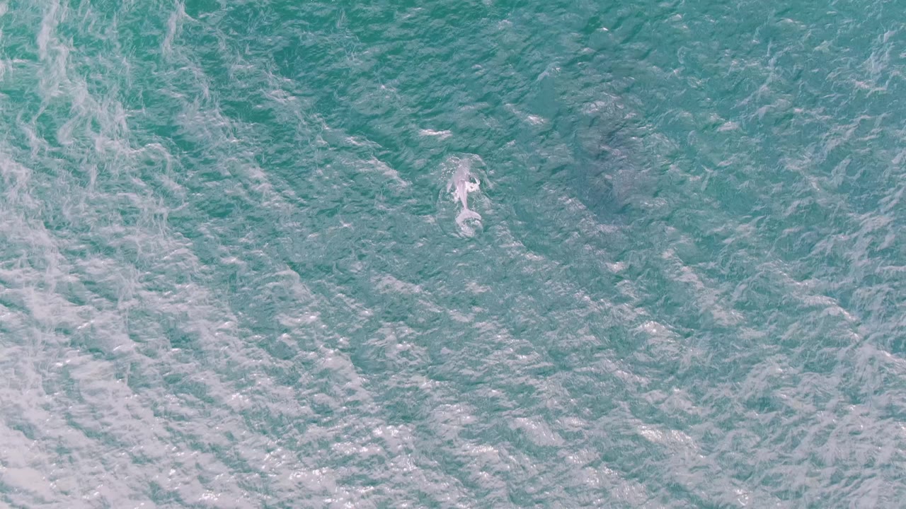 A pale dolphin reaches the upper-right area of the turquoise ocean view at Shipwrecks, Baja California Sur, with faint white surface wash nearby and no visible people.