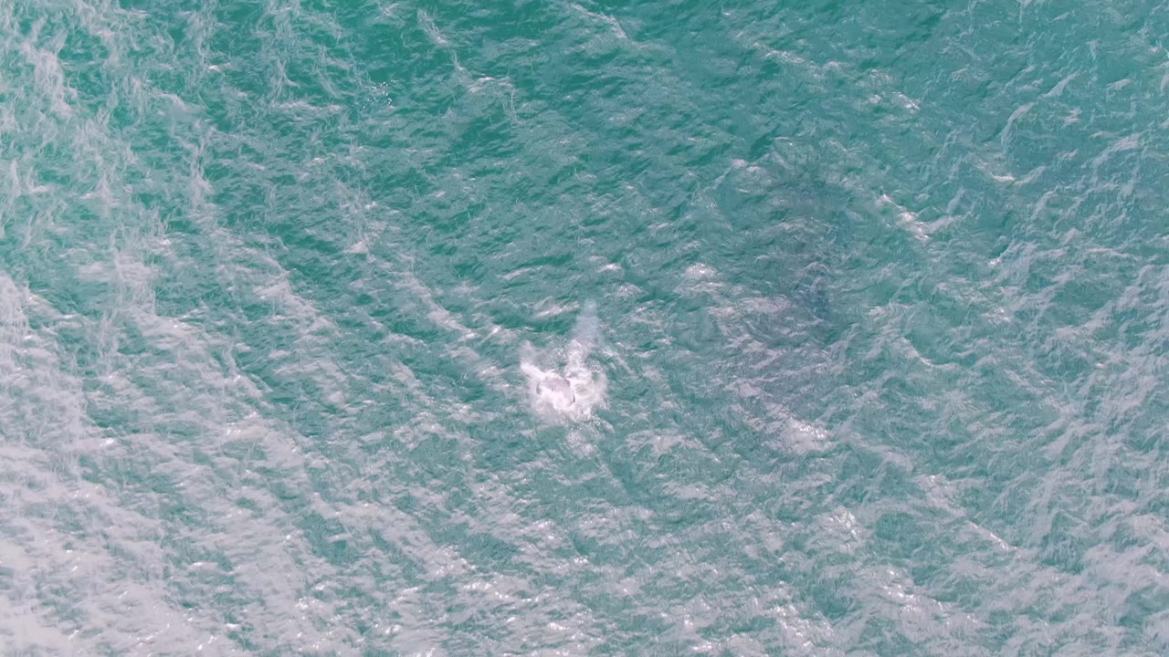 A bright white splash appears in the left side of the overhead ocean frame at Shipwrecks, Baja California Sur, marking the dolphin's surface movement with no visible people.