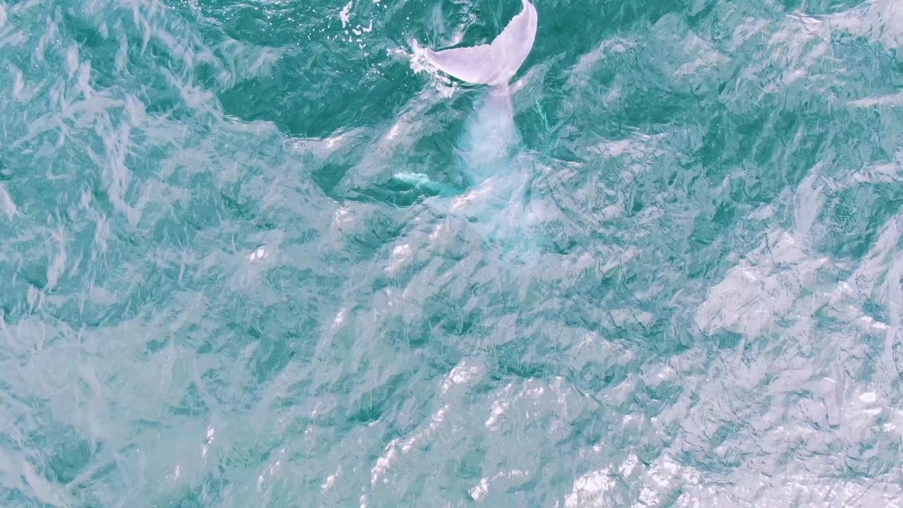 A pale whale fluke surfaces near the upper right of the frame in turquoise water at Shipwrecks, Baja California Sur, with surrounding foam and no visible people.