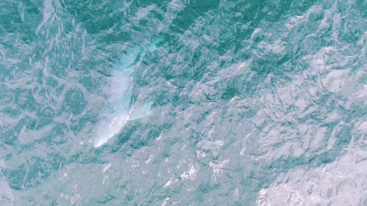 At Shipwrecks East Cape BCS, Mexico, a submerged whale is visible through blue-green ocean water, with pale surface streaks crossing the frame and no visible people.