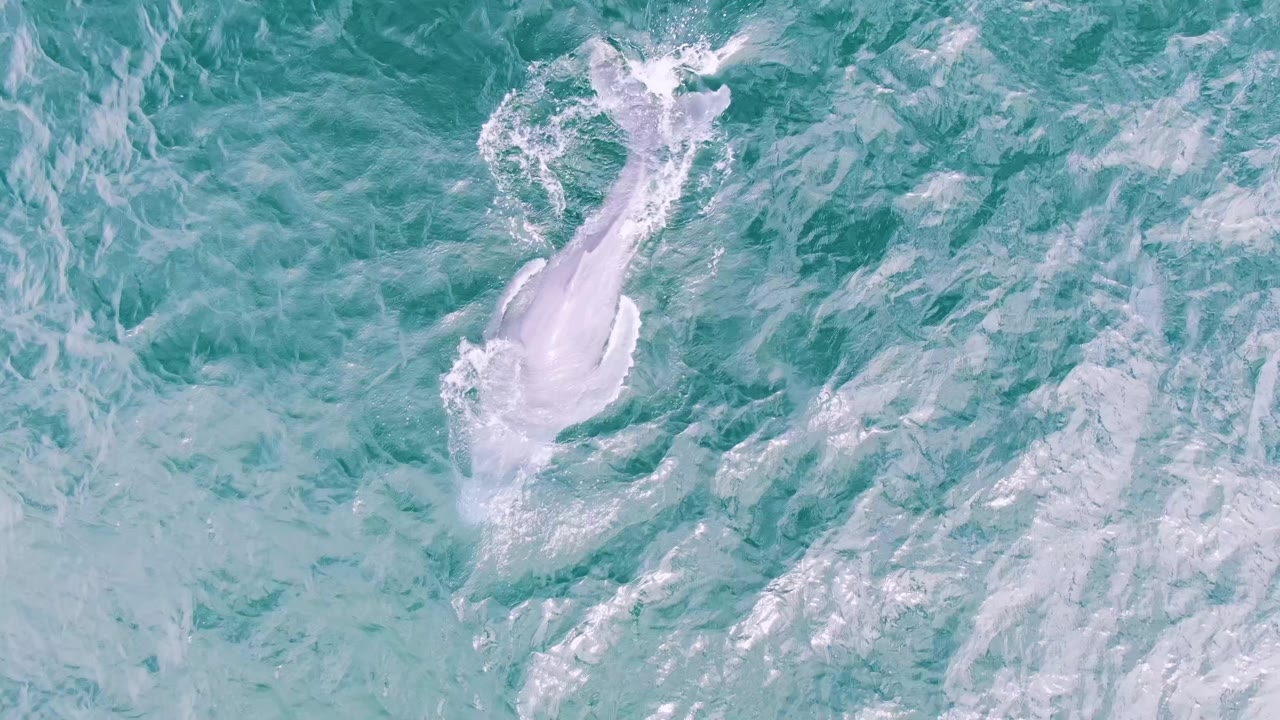 Turquoise ocean surface with white foam and a small dolphin splash near the upper left.