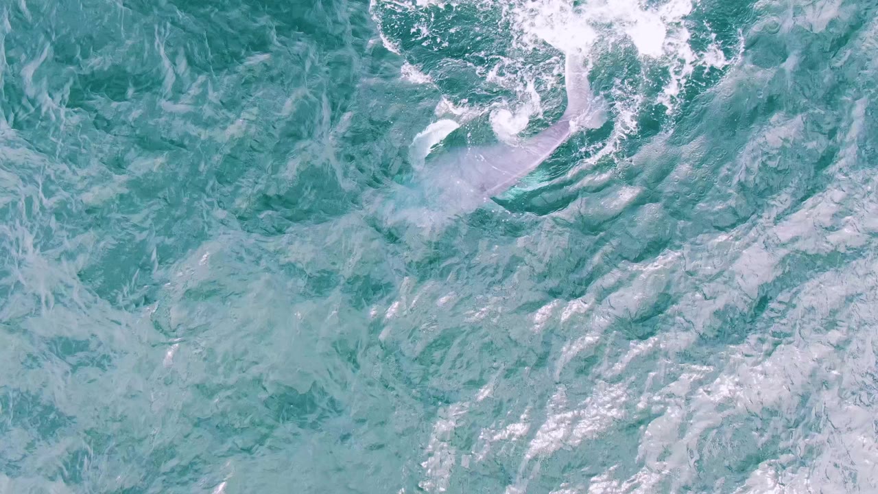 Overhead frame from Shipwrecks, Baja California Sur, with a small bright dolphin splash near the upper right amid streaked turquoise water and no visible people.
