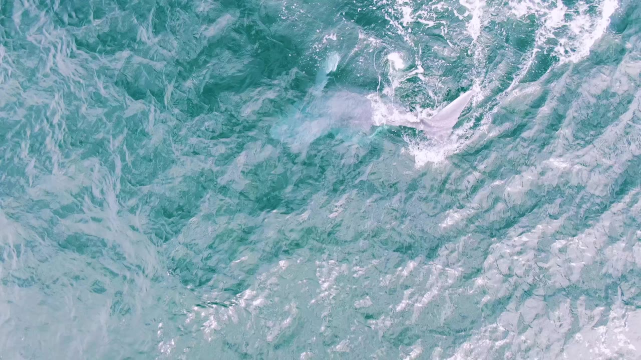 Top-down view at Shipwrecks, Baja California Sur, showing disturbed turquoise water and foam near the upper left as the dolphin submerges, with no visible people.