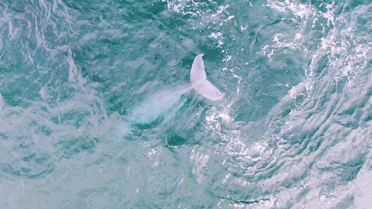 A pale whale fluke breaks the turquoise ocean surface at Shipwrecks, Baja California Sur, Mexico, surrounded by white wake patterns and no visible people.