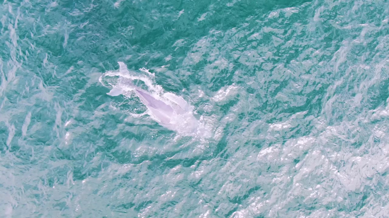 A pale dolphin form appears near the surface in turquoise ocean water at Shipwrecks, Baja California Sur, with surrounding white foam and no visible people.
