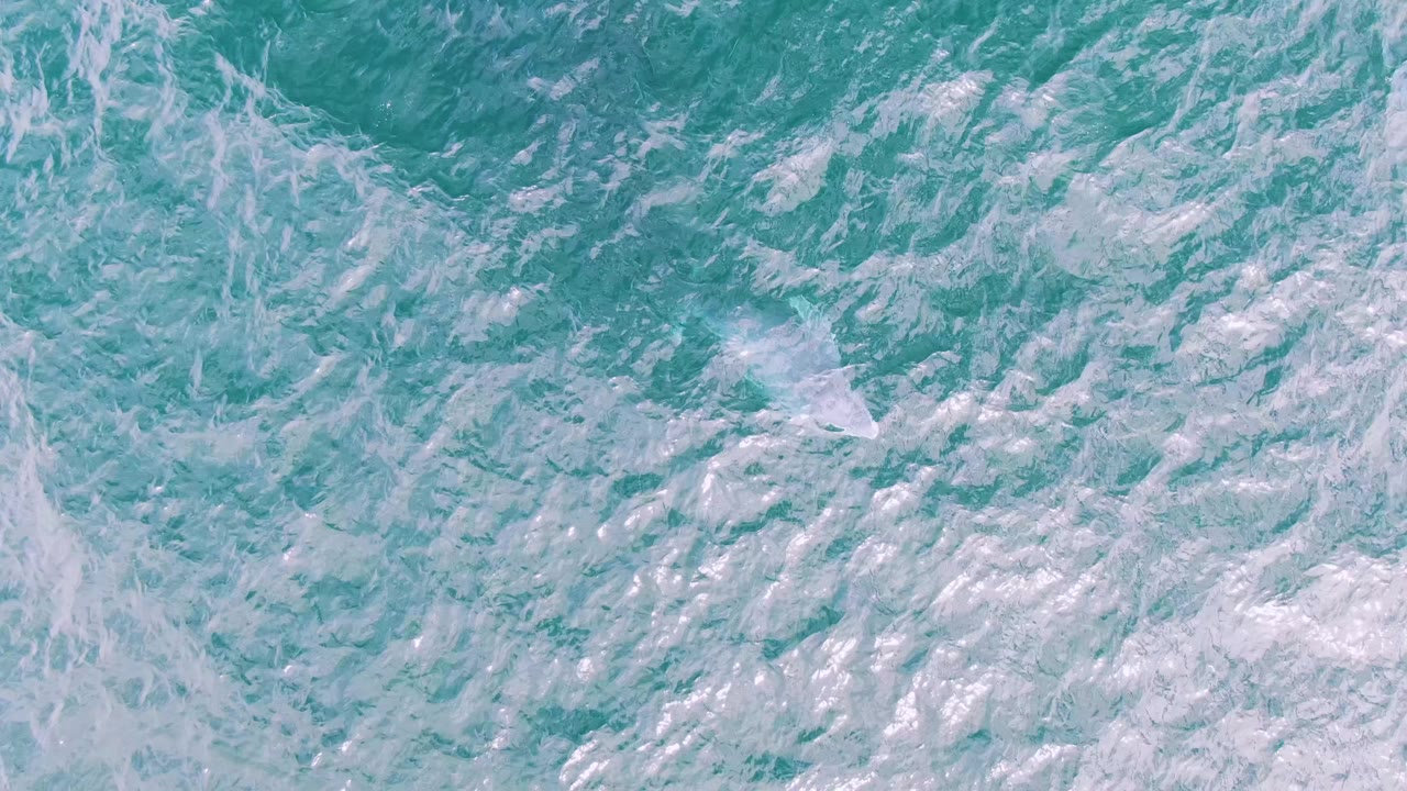 A small pale fish appears near the lower left of the overhead turquoise water at Shipwrecks, Baja California Sur, Mexico, with no visible people.