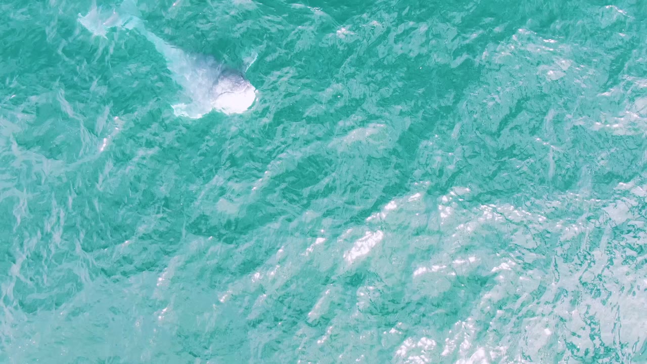 Small white splash and dolphin shape near the left side of turquoise water.