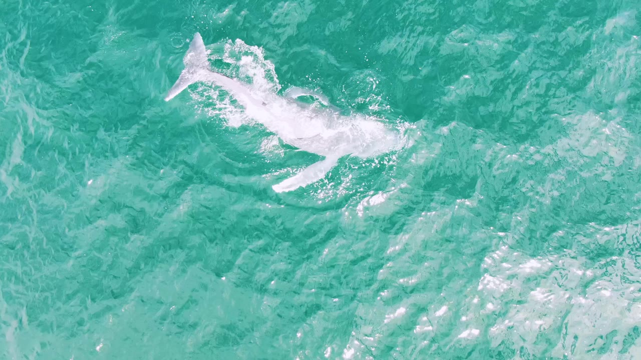Whale surfacing in clear turquoise water with white foam near its tail.