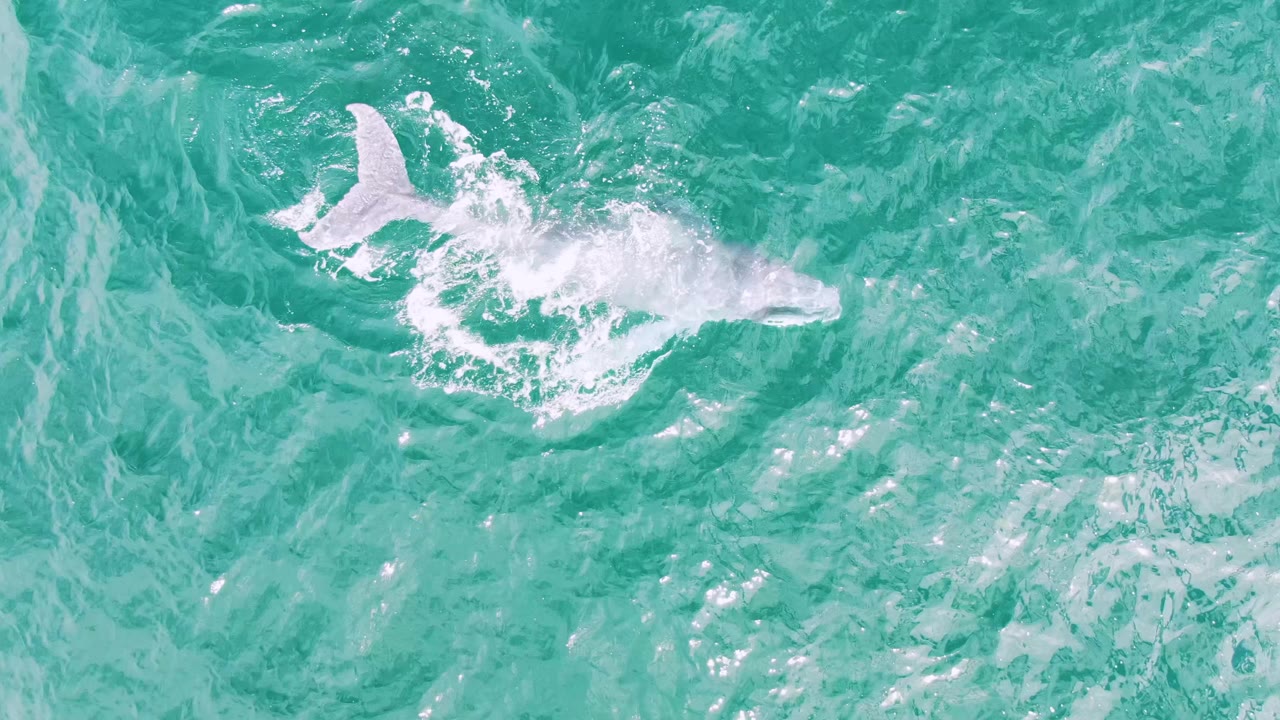 Overhead frame of the whale continuing through clear turquoise water at Shipwrecks, Baja California Sur, with a brighter splash around the rear of the body and no visible people.