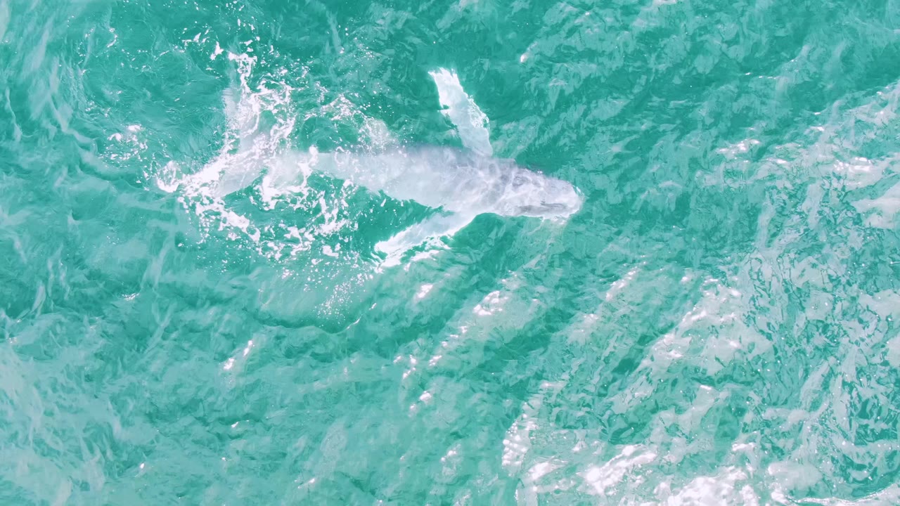 Aerial view of the whale's pale body under the surface at Shipwrecks, Baja California Sur, with a thin foamy trail and no visible people.