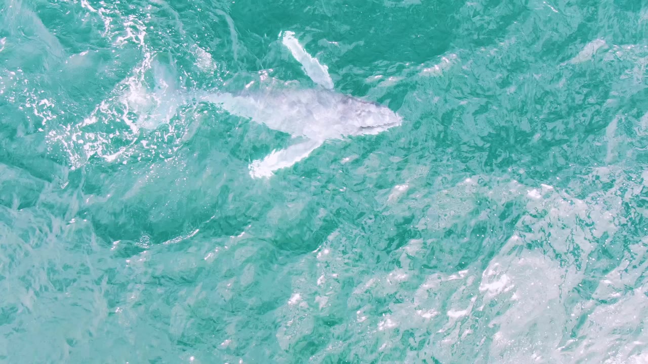 Overhead frame of the whale angled across the turquoise ocean at Shipwrecks, Baja California Sur, with disturbed water behind its path and no visible people.