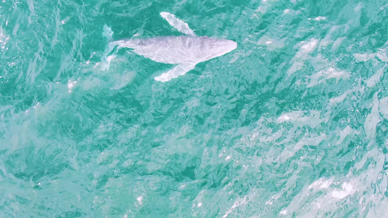 Whale near the surface in clear turquoise water.