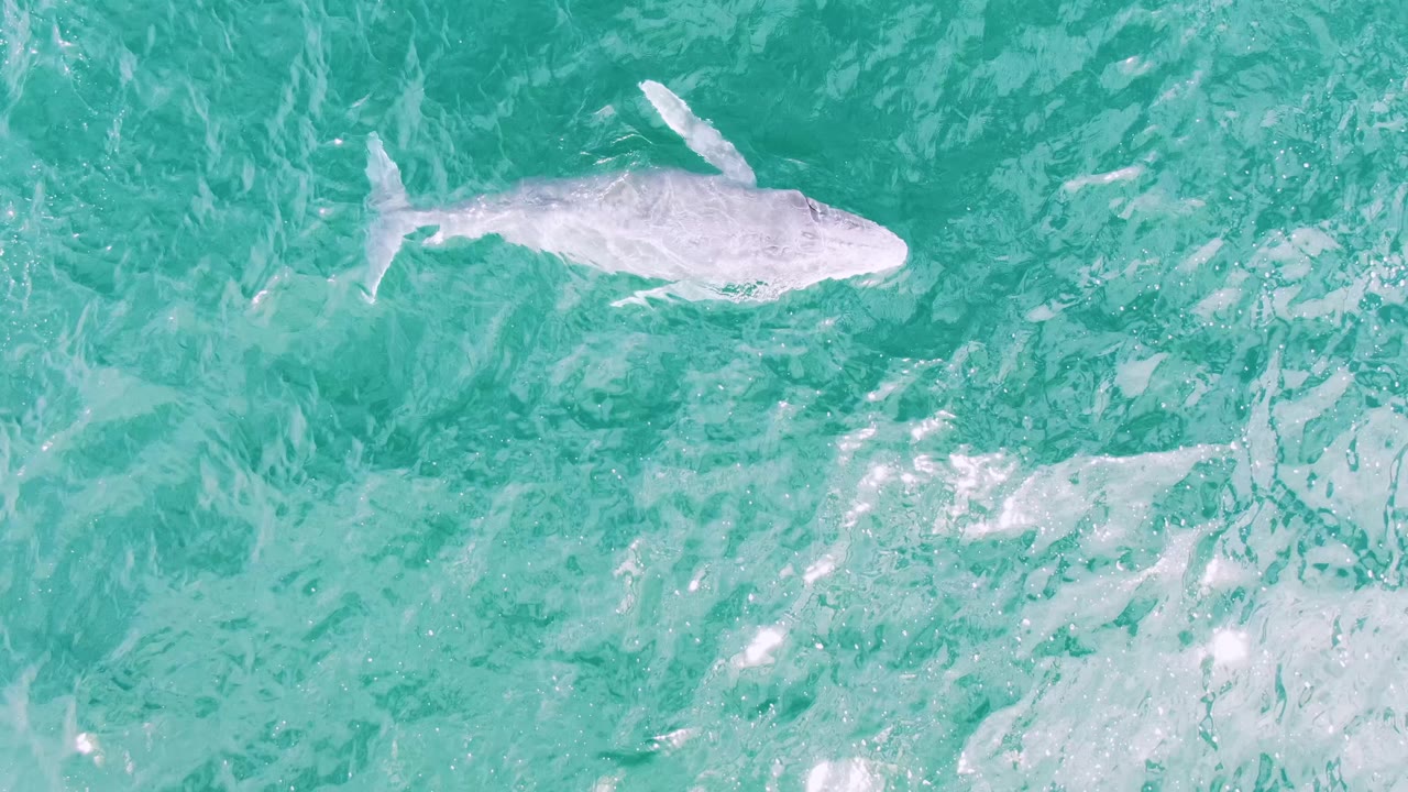 The whale appears farther across the overhead frame in turquoise water at Shipwrecks, East Cape, Baja California Sur, with a small pale disturbance behind it and no visible people.
