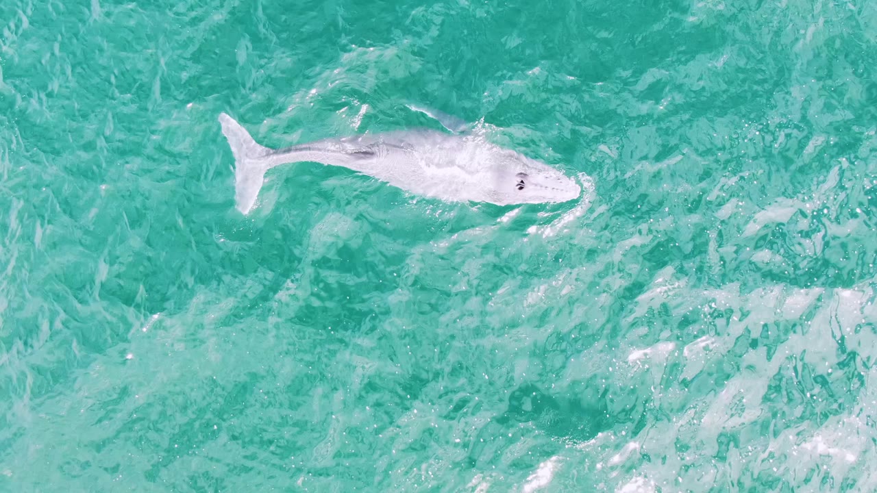 A whale is seen from above in clear teal water at Shipwrecks, East Cape, Baja California Sur, with the tail and head shape visible near the surface and no visible people.
