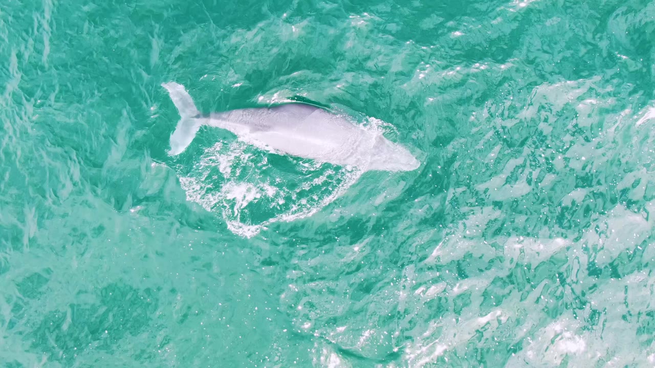The whale breaks the surface in turquoise water at Shipwrecks, East Cape, Baja California Sur, with white foam curling around its side and no visible people.