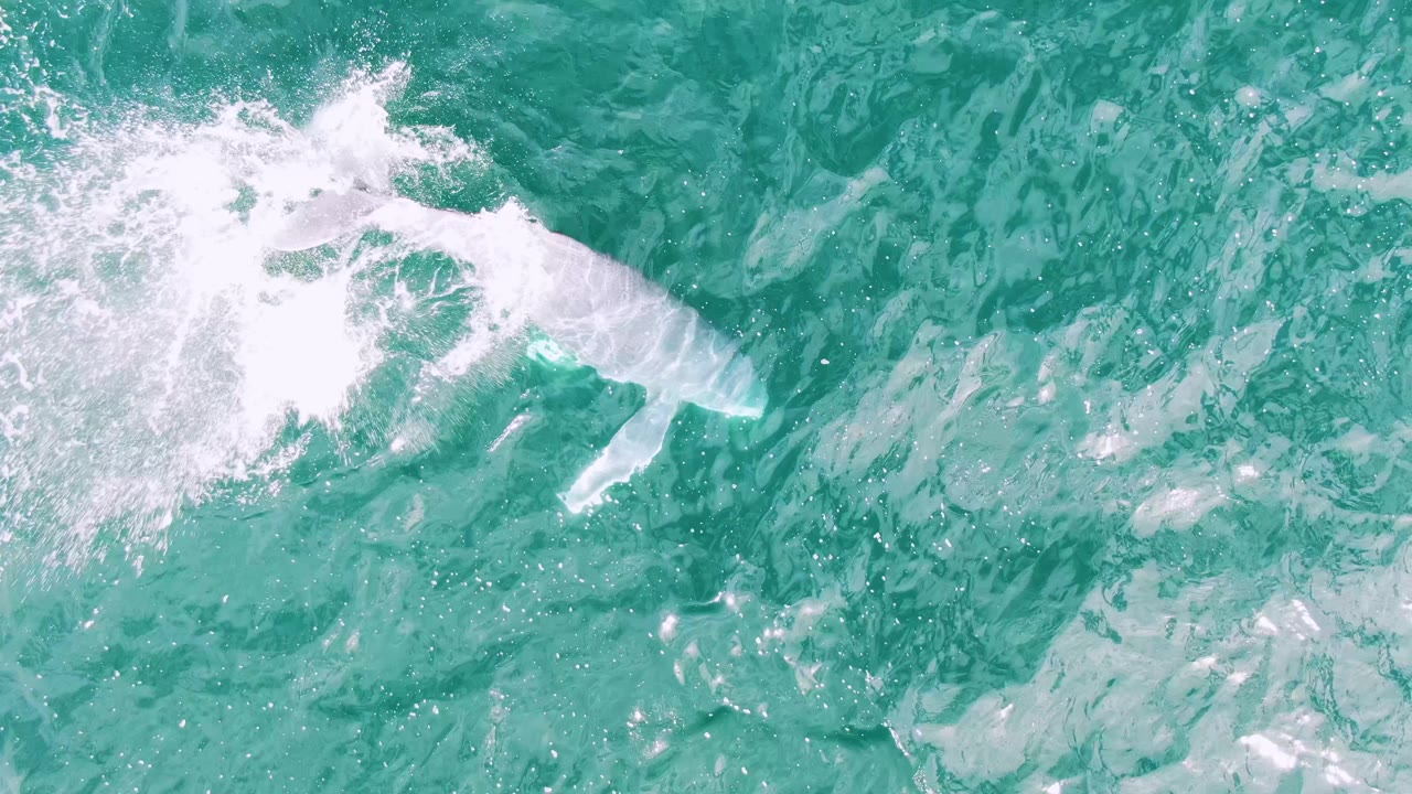 Whale body beneath turquoise water with white surface splash