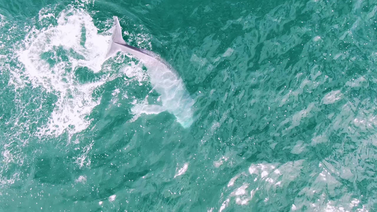 A whale form passes below a patch of white foam in clear turquoise water at Shipwrecks, Baja California Sur, with no boats or visible people.